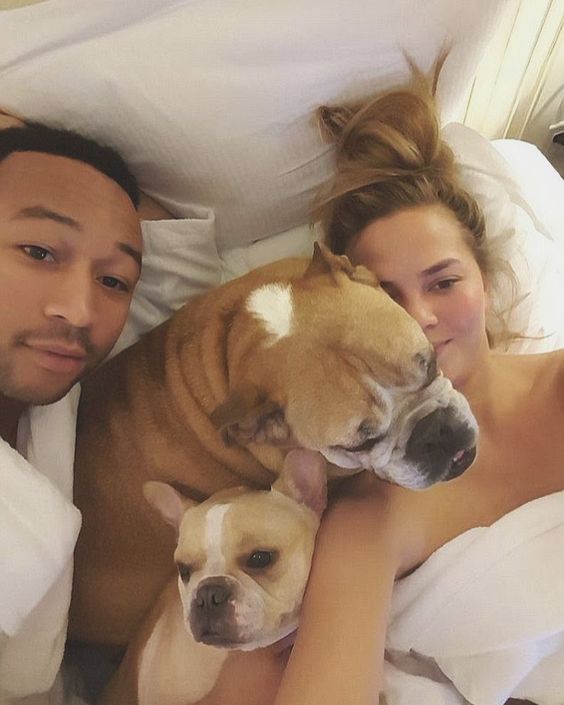 Celebrities with French Bulldogs John Legend and Chrissy Teigan