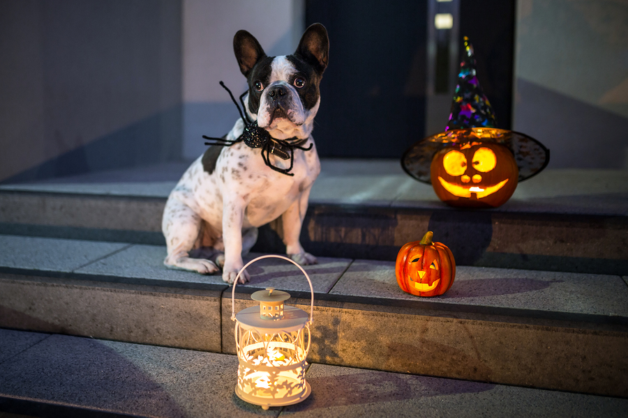 French bulldog clearance costume