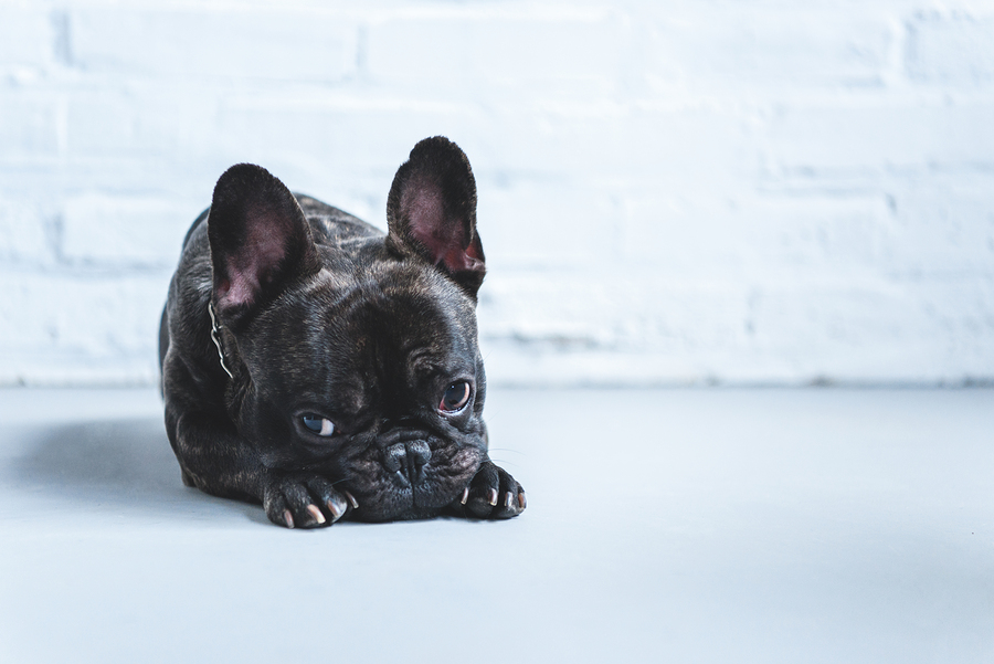 French bulldog outlet skin allergy remedies