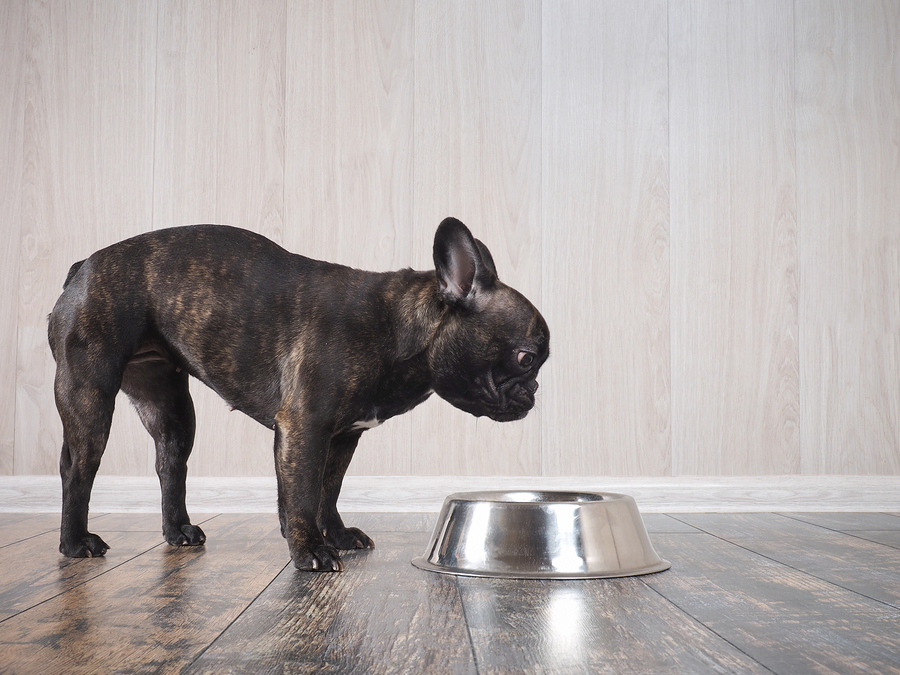 What's The Best Food For French Bulldogs With a Sensitive