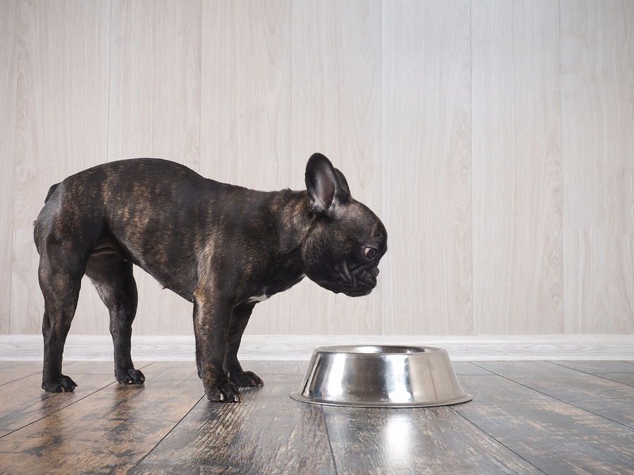 Best dog food for shop french bulldog with sensitive stomach