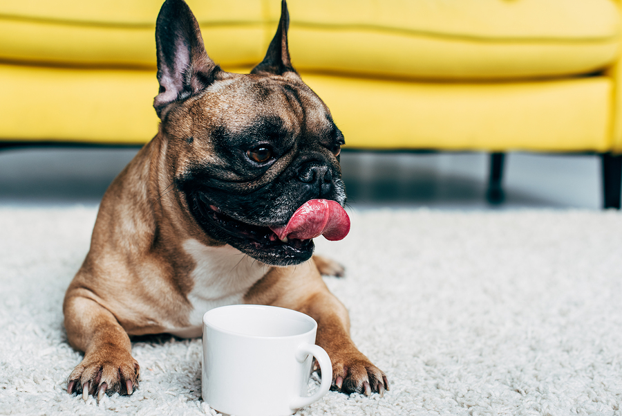 Why is my French Bulldog Drinking a Lot of Water? - Ask Frankie