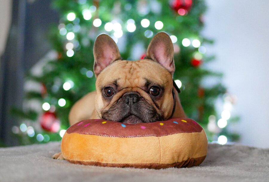 Multicolor Animal Dog Fun Vintage Love Christmas Gift-Idea Cute Frenchie Puppy-Let Me Sleep English French Bulldog Throw Pillow 18x18 