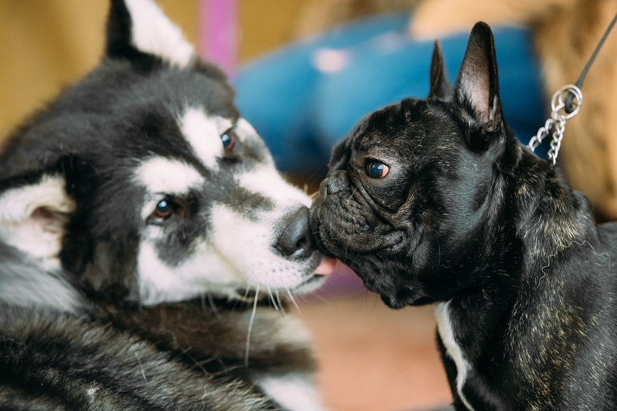 do french bulldog get along with other dogs? 2