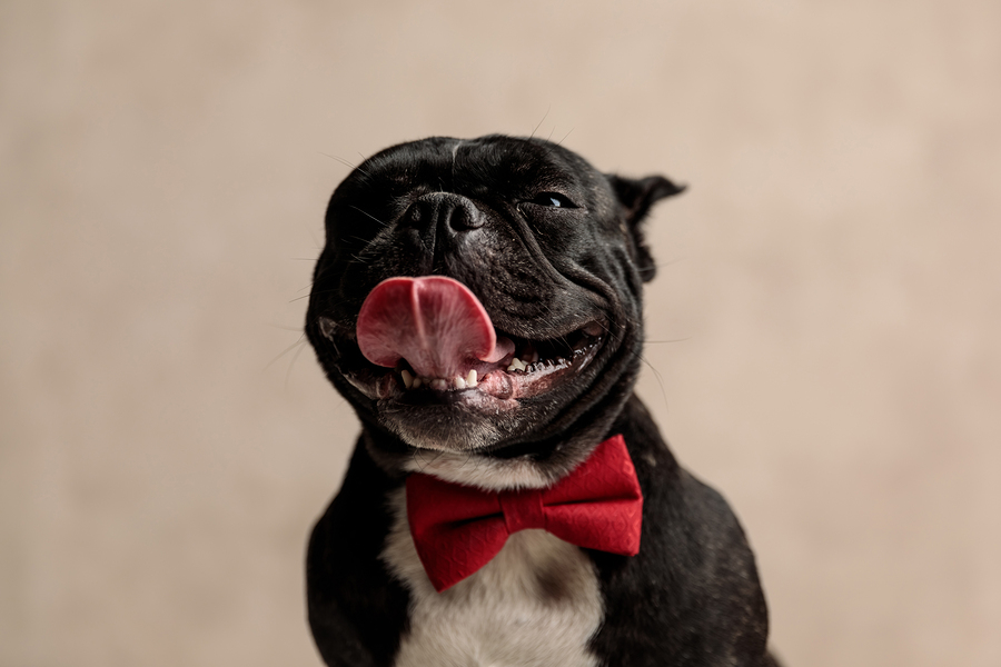Why Does My French Bulldog Have Bad Breath? Causes and