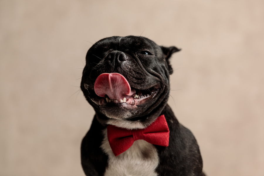 why-does-my-french-bulldog-have-bad-breath-causes-and-solutions