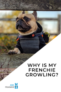 French Bulldog Growling - Pinterest