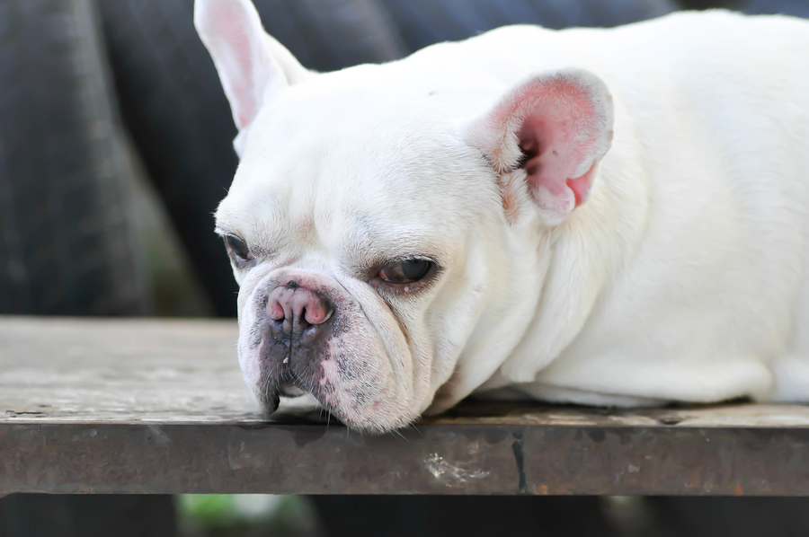 Why Is My French Bulldog Constipated? Your Questions