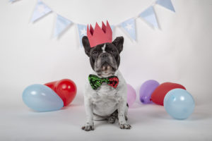 6 Unique French Bulldog Party Supplies to Wow Your Guests