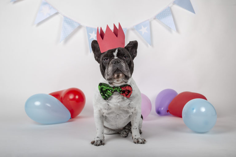 6-unique-french-bulldog-party-supplies-to-wow-your-guests-ask-frankie