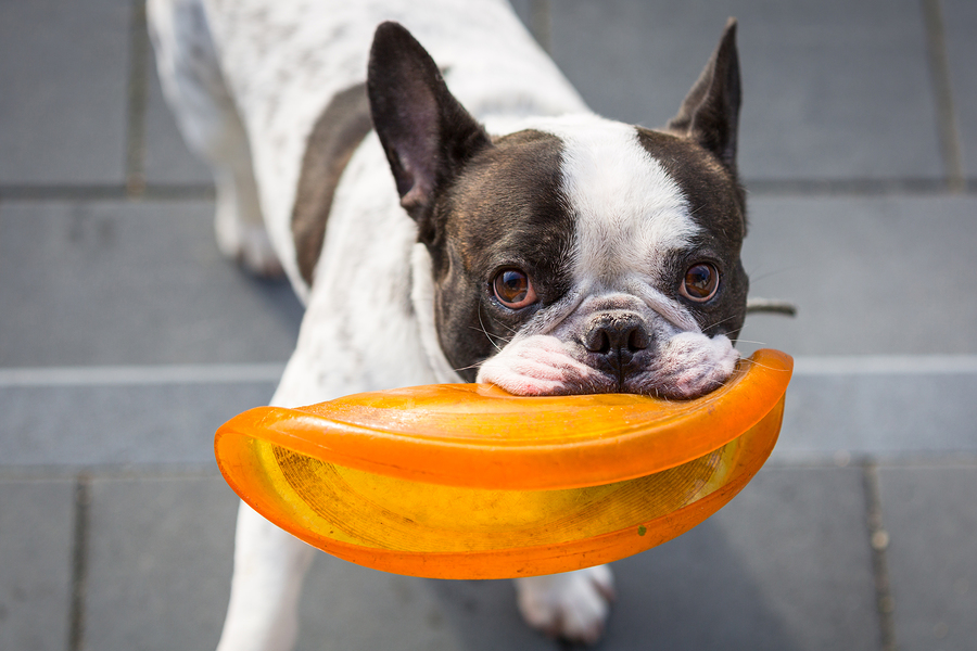 how much should french bulldogs eat