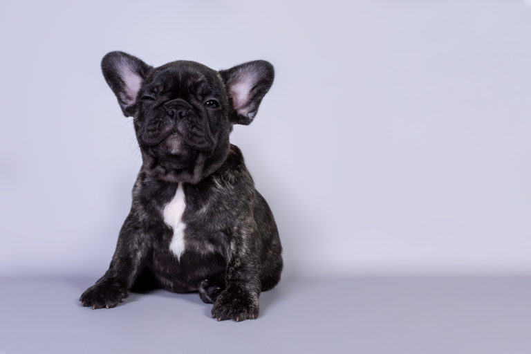 French Bulldog Ear Cleaning How to Clean Your French