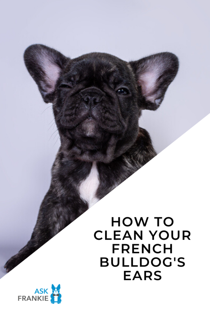 French Bulldog Ear Cleaning Pinterest Ask Frankie