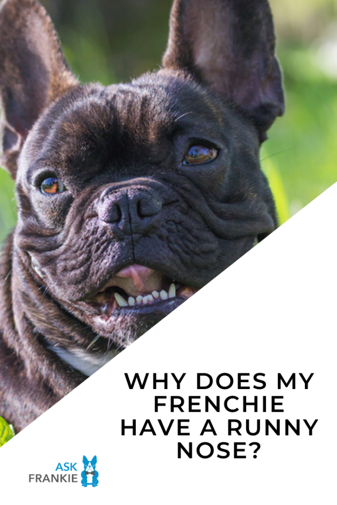 French Bulldog Runny Nose - Pinterest - Ask Frankie