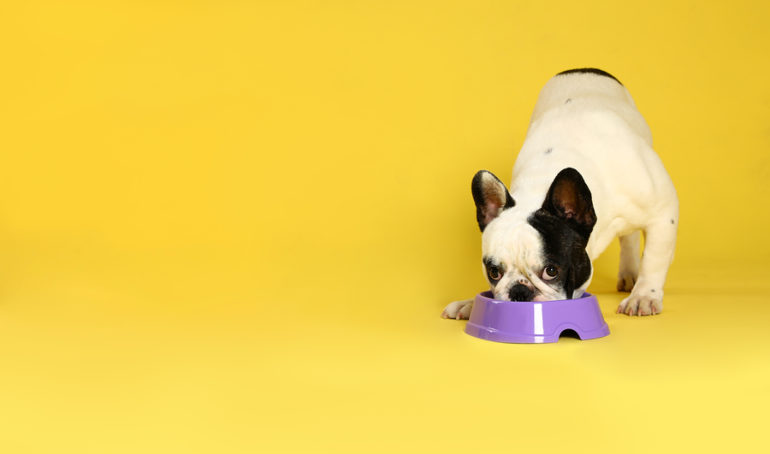 Ask Frankie - The #1 website for French Bulldog owners and ...