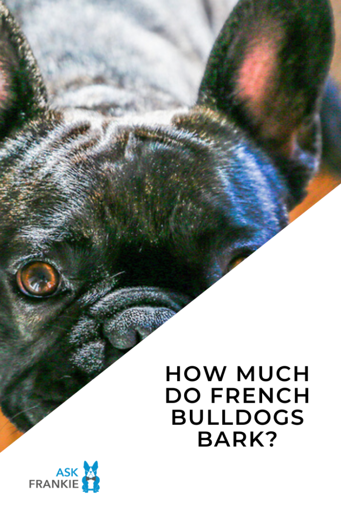 French Bulldog Barking: How Much Do These Dogs Bark? (2020 Update)