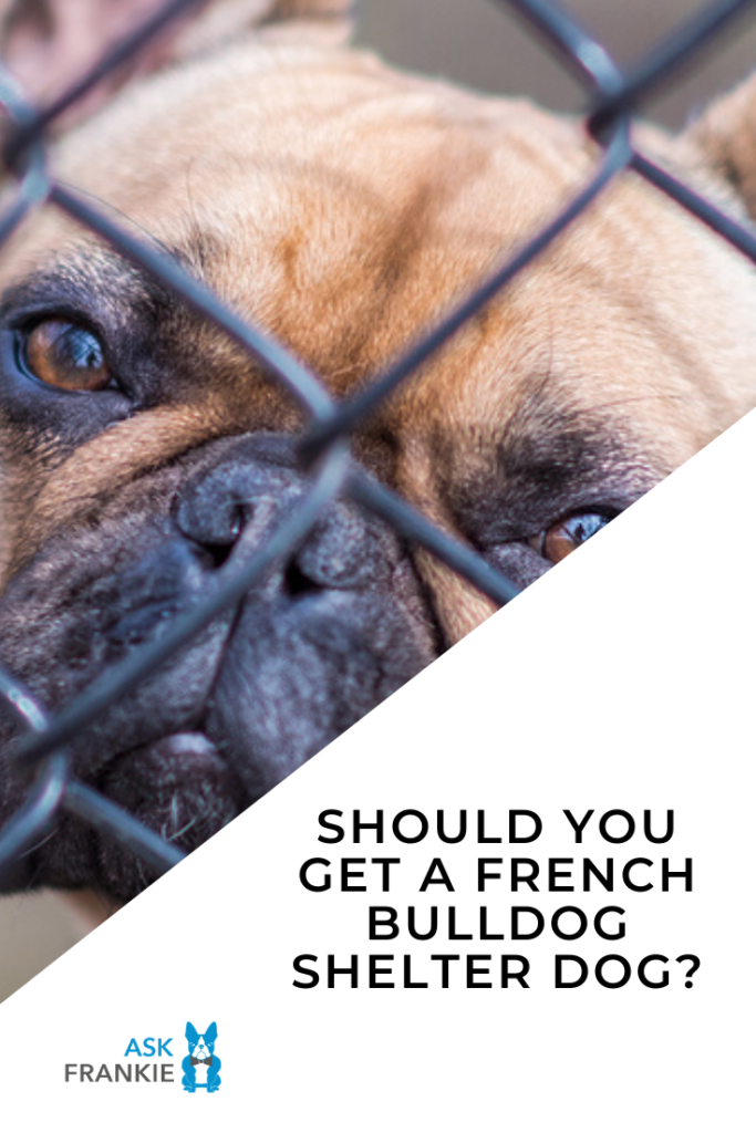 Should You Get a French Bulldog Shelter Dog? One Brand’s Charitable Mission