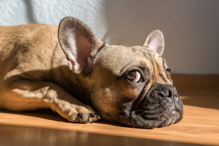 French Bulldog with longer snout