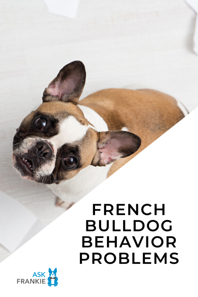 The Most Common French Bulldog Behavior Problems (And How To Fix Them)