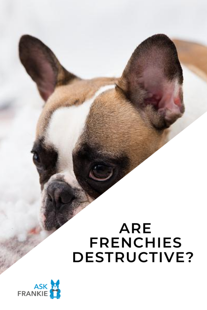 Are Frenchies Destructive? A Guide to French Bulldog Destructive Behavior