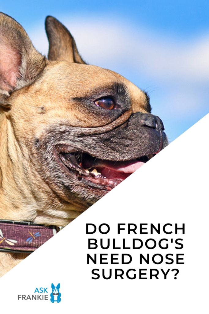 French Bulldog undergoing surgery