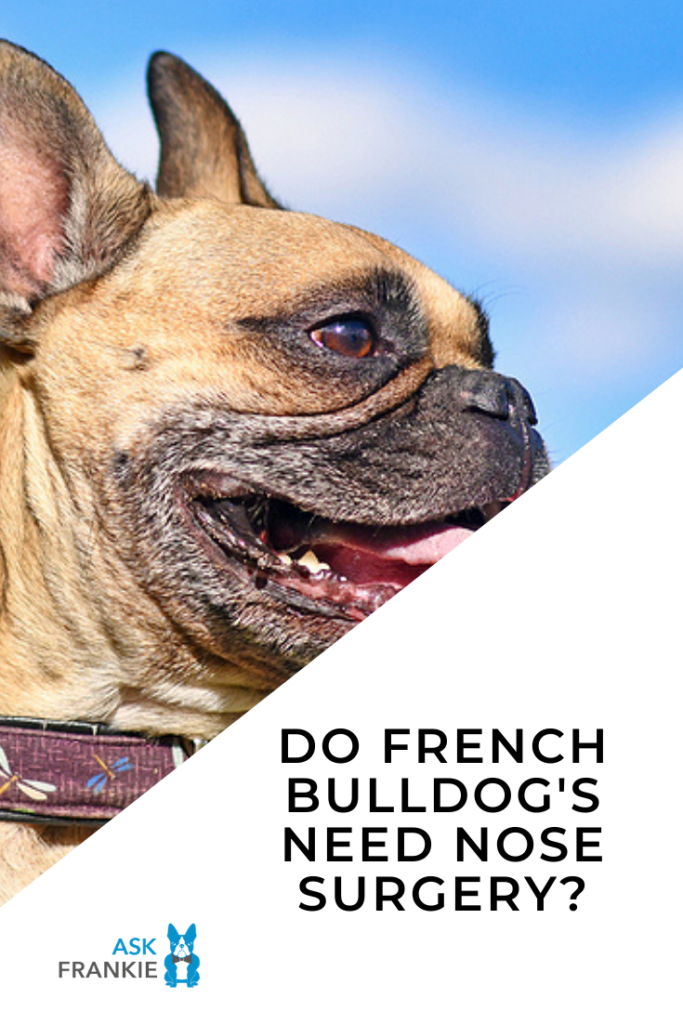 do-french-bulldog-s-need-nose-surgery-your-questions-answered