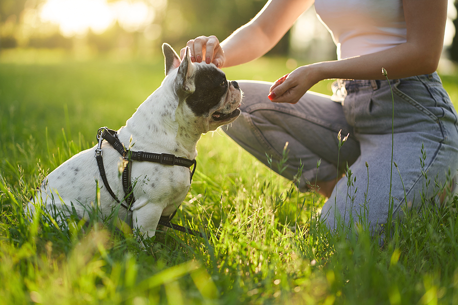 Are French Bulldogs Easy to Train? Your Questions Answered