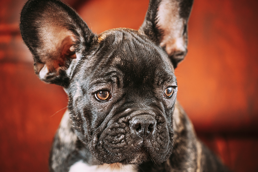 Ask Frankie - The #1 website for French Bulldog owners and lovers.