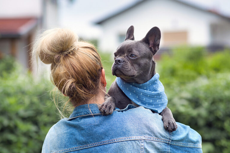 Is Owning a French Bulldog as Easy as It Looks? Ask Frankie